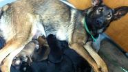 Newark cop finds abandoned dog tied up, giving birth