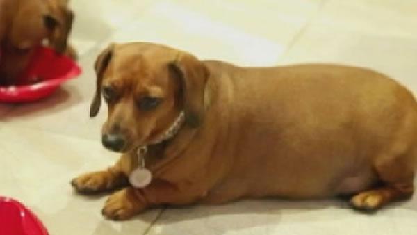 Fat and furry: Atkins for portly pets