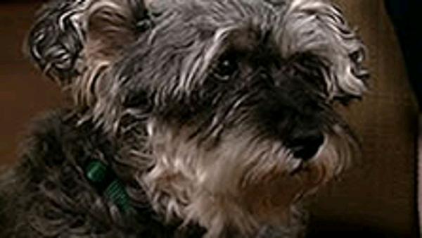 Meet this week's Perfect Pet!