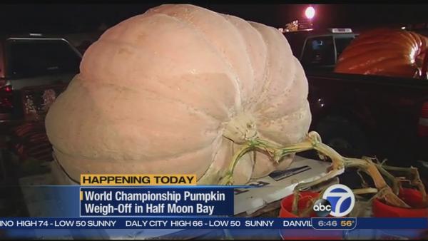 Pumpkin weigh-off in Half Moon Bay today