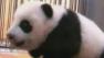 Panda cub.