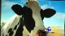 Happy Cows, California, California Milk Advisory, milk, dairy industry, New Zealand, bovine