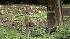 Walnut Creek Ground Squirrels