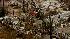 Thousands feared dead in Haiti quake :: Haiti earthquake