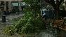 Tree down in the South Bay