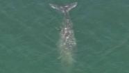 Whale spotted in Malibu