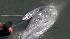 Dead baby whale found in San Francisco Bay :: Dead baby whale found in San Francisco Bay