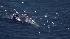 Dead whale spotted in SF Bay :: Another dead whale was spotted floating in San Francisco Bay Wednesday.