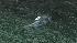 Agencies watch where dead whale will land :: A dead whale has been found floating in the San Francisco Bay by Angel Island.