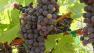 Napa Valley Vineyards