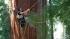 Californias ancient Redwoods