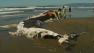 Dead whale washes up on SFs Ocean Beach