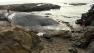 dead whale