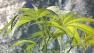 pot plant