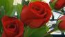 Red roses