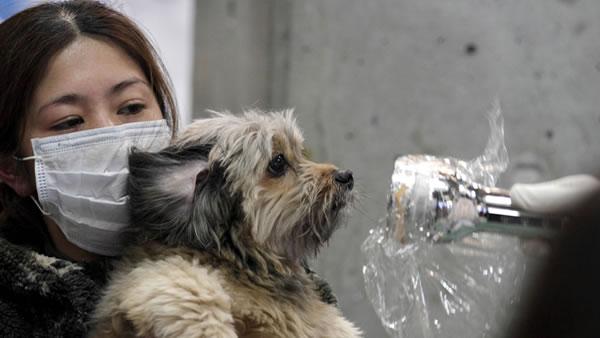 A woman holds her dog as they are scanned for radiation at a temporary scanning center for residents living close to the quake-damaged Fukushima Dai-ichi nuclear power plant