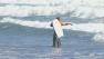 boogie boarder