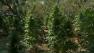 Massive pot eradication operation underway in the Mendocino National Forest