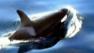 killer whale