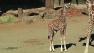 Maggie the giraffe is the first female giraffe born at the Oakland Zoo in a decade.