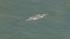 A grey whale was spotted Wednesday near Crissy Field in San Francisco Bay.