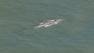A grey whale was spotted Wednesday near Crissy Field in San Francisco Bay.