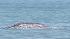 Grey whale spotted in San Francisco Bay