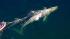 Possible sighting of entangled gray whale :: Possible sighting of entangled gray whale