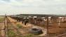 Mad cow case in California found in USDA testing