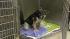 Humane Society foots bill for dragged dog