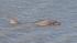 People come to see wayward dolphin :: wayward dolphin in SF bay