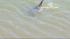 Wayward dolphin appears to have left SSF :: Wayward dolphin in SSF