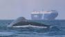 whales outside Golden Gate