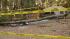 Boy injured after tree falls on tent