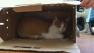 113 dead kittens found at Seaside properties