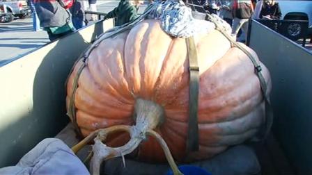 Winning pumpkin at 2012 Safeway World Championship Pumpkin Weigh-Off grown by Thad Starr of Oregon weighing in at 1,775 pounds.