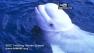 whale