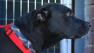 Dog displaced by Superstorm Sandy