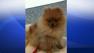 Kerrin Lanahans dog