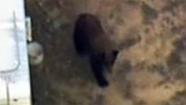 Bear in SoCal neighborhood