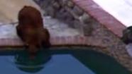 Young bear runs rampant in SoCal neigborhood