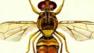Fruit fly