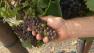 Napa Valley grape growers say theyre facing one of the earliest harvests ever.