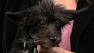 To adopt this weeks Perfect Pet call: Oakland SPCA at 510-569-0702