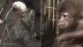 Santa Ana Zoo welcomes two new baby monkeys