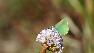 Green Hairstreak butterfly