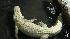 Claude Albino Alligator
