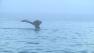 Environmentalists worry that constant noise from huge commercial ships may interfere with whale communication.