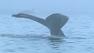 Environmentalists worry that constant noise from huge commercial ships may interfere with whale communication.