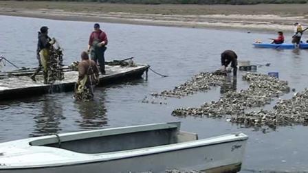 An independent analysis by the Marine Mammal Commission was released on the Drakes Bay Oyster Company.